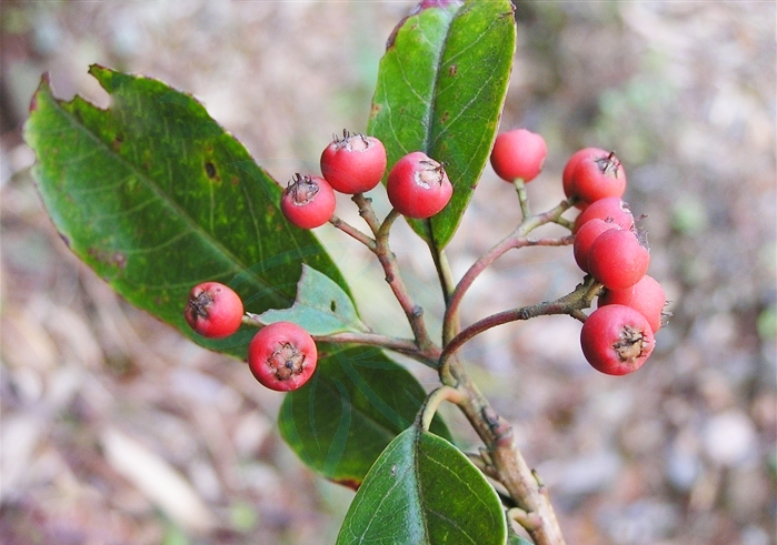 波葉紅果樹